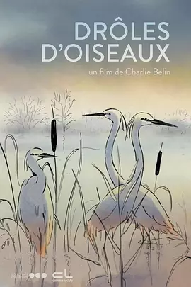 夜夜操com